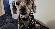 Creature Wolfman joined the competition — help win amazing prizes! dog, pet, indoor, bed, black_bedspread, curious_expression, punk_style, leather_jacket, spikes, mohawk, small_dog, fur, collar, tag, ears, face, sitting, animal, cute, portrait