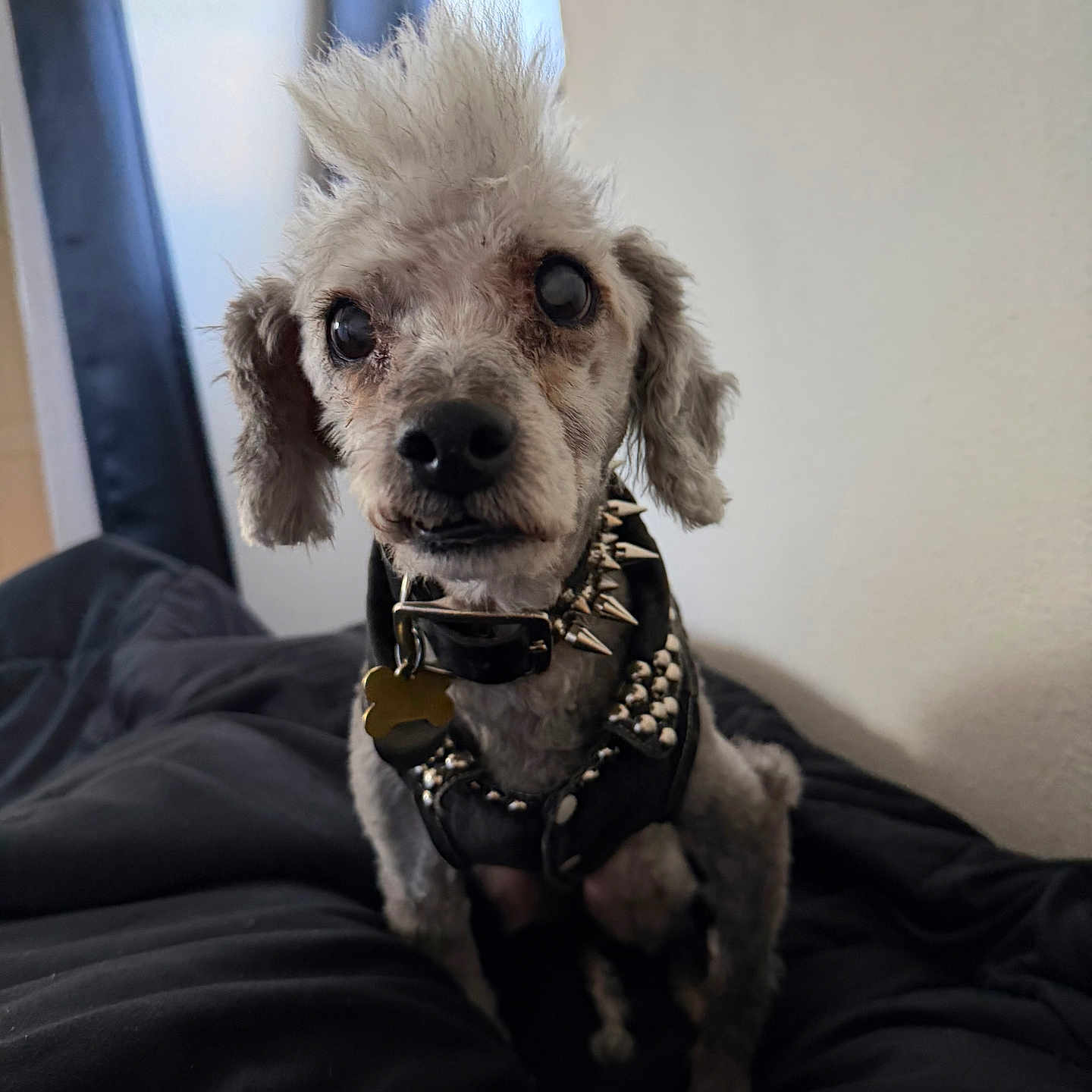 Creature Wolfman joined the competition — help win amazing prizes! dog, pet, indoor, bed, black_bedspread, curious_expression, punk_style, leather_jacket, spikes, mohawk, small_dog, fur, collar, tag, ears, face, sitting, animal, cute, portrait