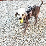 Creature Wolfman joined the competition — help win amazing prizes! dog, pet, outdoor, gravel, fence, vest, ball, playful, animal, canine, yard, wood, texture, cute, walking, daylight, fun, fur, tail, sport