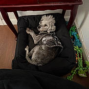 Creature Wolfman joined the competition — help win amazing prizes! dog, pet_bed, vest, wooden_cabinet, books, floor, toys, indoor, small_dog, black_bed, colorful_toys, relaxed, fur, poodle, leash, corner, home, furniture, wall, wood_floor