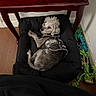 dog, pet_bed, vest, wooden_cabinet, books, floor, toys, indoor, small_dog, black_bed, colorful_toys, relaxed, fur, poodle, leash, corner, home, furniture, wall, wood_floor