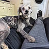 Creature Wolfman joined the competition — help win amazing prizes! dog, punk, mohawk, vest, studs, couch, person, legs, black_clothing, home_interior, door, bag, relaxed, pet, canine, fur, paw, indoor, sitting, looking
