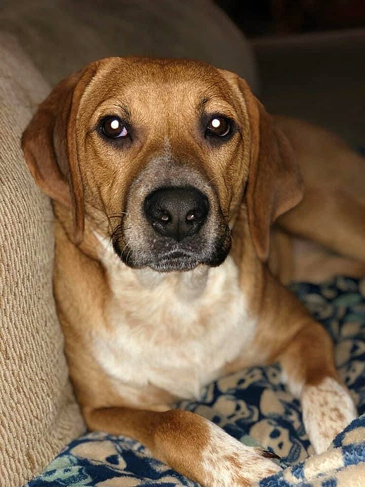 Bjorn is registered to the contest to win money with this photo: ancient_dog_breeds, beaglier, canidae, carnivore, companion_dog, dog, dog_breed, fawn, fur, hunting_dog, snout, sporting_group, terrestrial_animal, whiskers, working_animal, working_dog