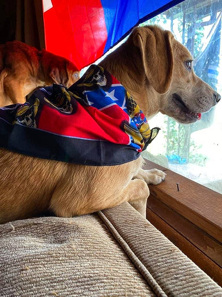 Malena joined the competition — help win amazing prizes! carnivore, collar, comfort, companion_dog, dog, dog_breed, dog_clothes, dog_collar, dog_supply, eyewear, fashion_accessory, fawn, leash, liver, personal_protective_equipment, pet_supply, snout, sporting_group, wood, working_animal