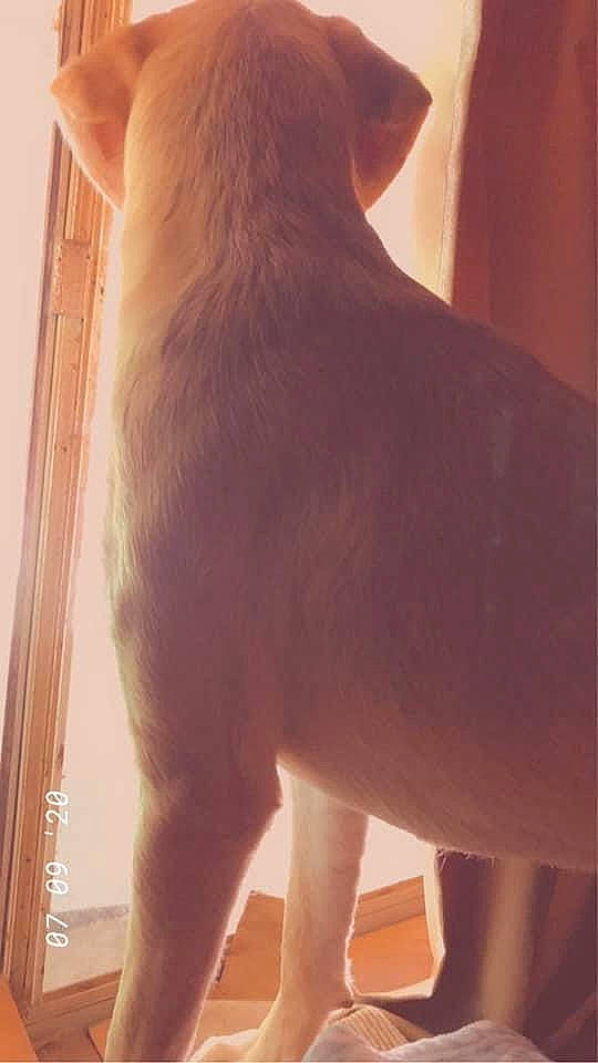 Malena is registered to the contest to win money with this photo: carnivore, companion_dog, dog_breed, elbow, fawn, felidae, foot, gesture, human_body, human_leg, jaw, neck, small_to_medium_sized_cats, snout, tail, thigh, trunk, whiskers, window, wood