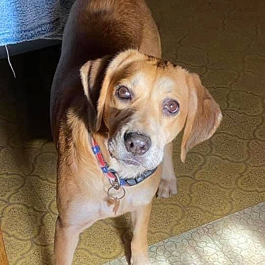 Malena joined the competition — help win amazing prizes! canidae, carnivore, collar, companion_dog, dog, dog_breed, dog_collar, flooring, fur, gun_dog, hardwood, liver, paw, pet_supply, sporting_group, whiskers, wood, working_animal