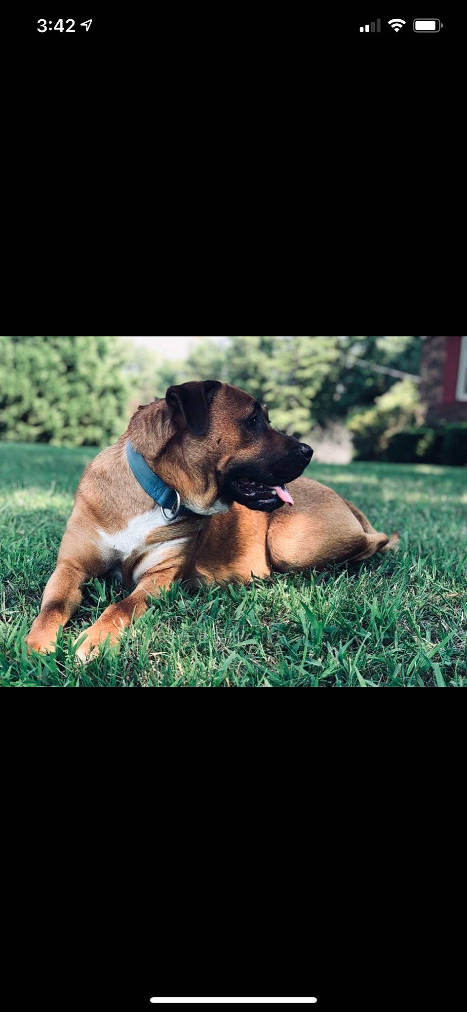 Ragner joined the competition — help win amazing prizes! carnivore, comfort, companion_dog, dog, dog_breed, dog_collar, fawn, flash_photography, grass, grassland, happy, liver, plant, sitting, sporting_group, tail, terrestrial_animal, tints_and_shades, wildlife, working_animal