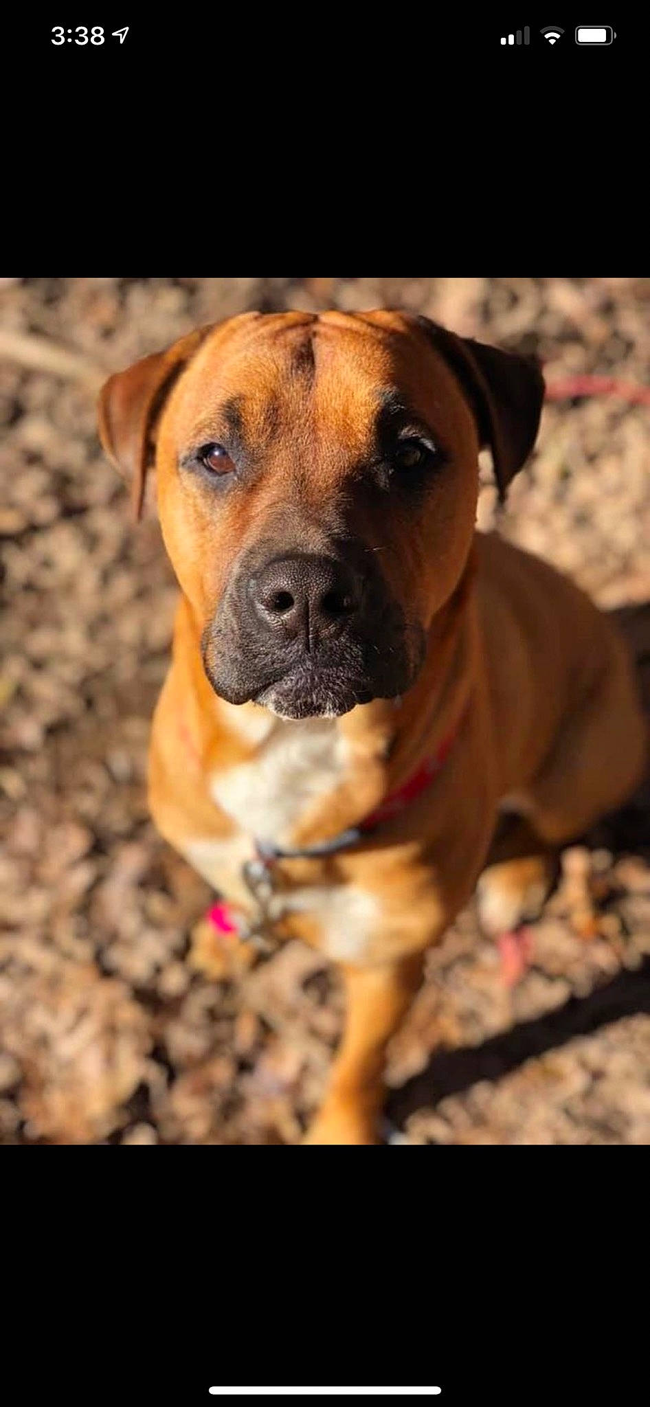 Ragner is registered to the contest to win money with this photo: ancient_dog_breeds, canidae, carnivore, collar, companion_dog, dog, dog_breed, dog_supply, guard_dog, hunting_dog, molosser, non_sporting_group, paw, pet_supply, sporting_group, terrestrial_animal, whiskers, wood, working_dog, wrinkle