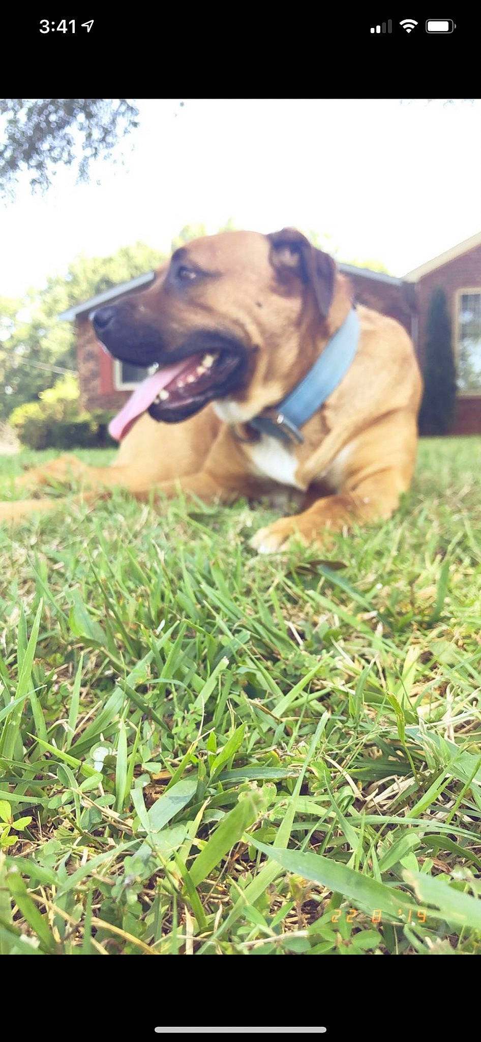 Ragner is registered to the contest to win money with this photo: ball, canidae, carnivore, collar, companion_dog, dog, dog_breed, dog_collar, fawn, grass, grassland, guard_dog, gun_dog, lawn, plant, sky, snout, sporting_group, tree, working_animal