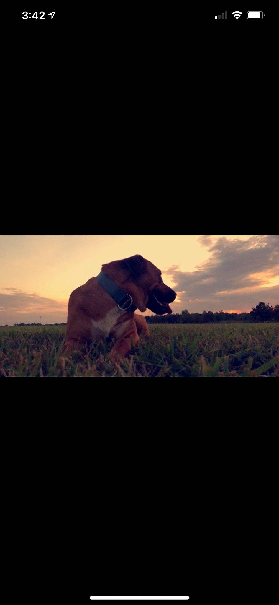 Ragner joined the competition — help win amazing prizes! carnivore, cloud, dog, dog_breed, dusk, fawn, flash_photography, grass, grassland, horizon, landscape, natural_landscape, plant, sky, snout, sunrise, sunset, terrestrial_animal, tints_and_shades, working_animal