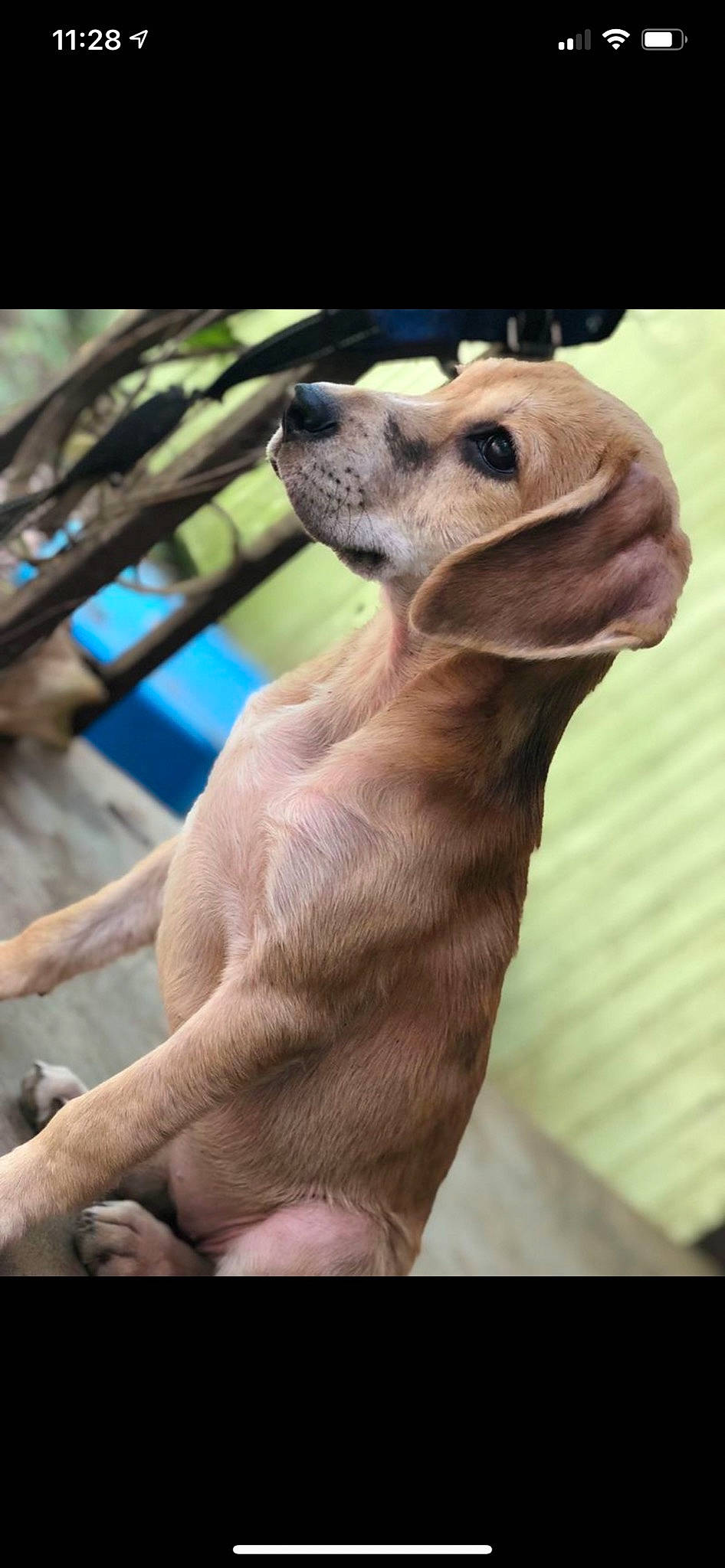 Malena joined the competition — help win amazing prizes! canidae, carnivore, companion_dog, dog, dog_breed, fawn, fur, jaw, liver, pet_supply, snout, sporting_group, terrestrial_animal, whiskers, wildlife, working_animal, wrinkle