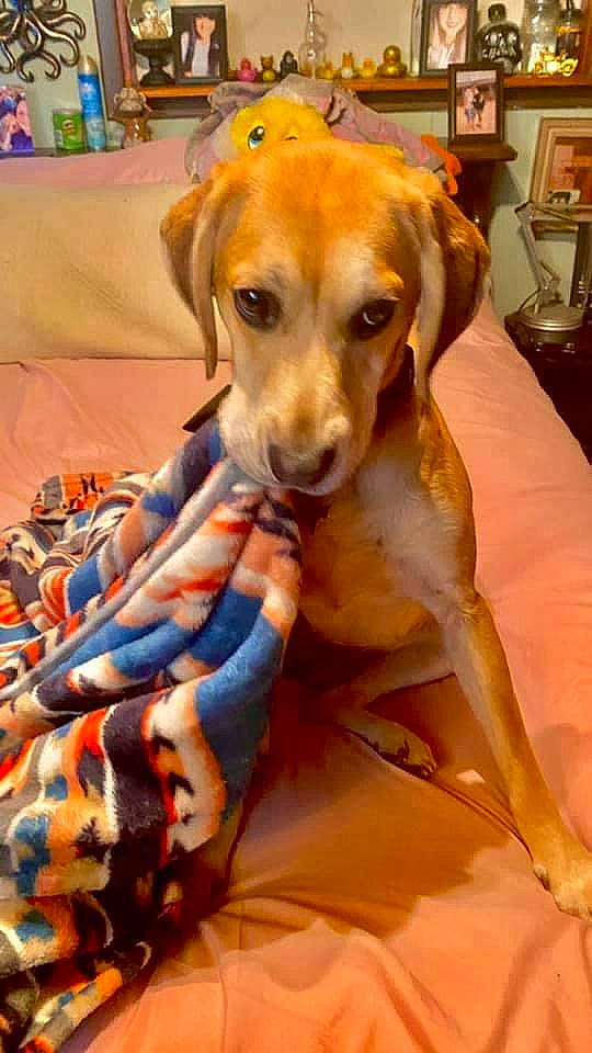 Malena is registered to the contest to win money with this photo: canidae, carnivore, chair, coffeemaker, companion_dog, dog, dog_breed, dog_supply, fawn, fur, guard_dog, hound, paw, pet_supply, snout, sporting_group, toy, whiskers, working_animal, working_dog