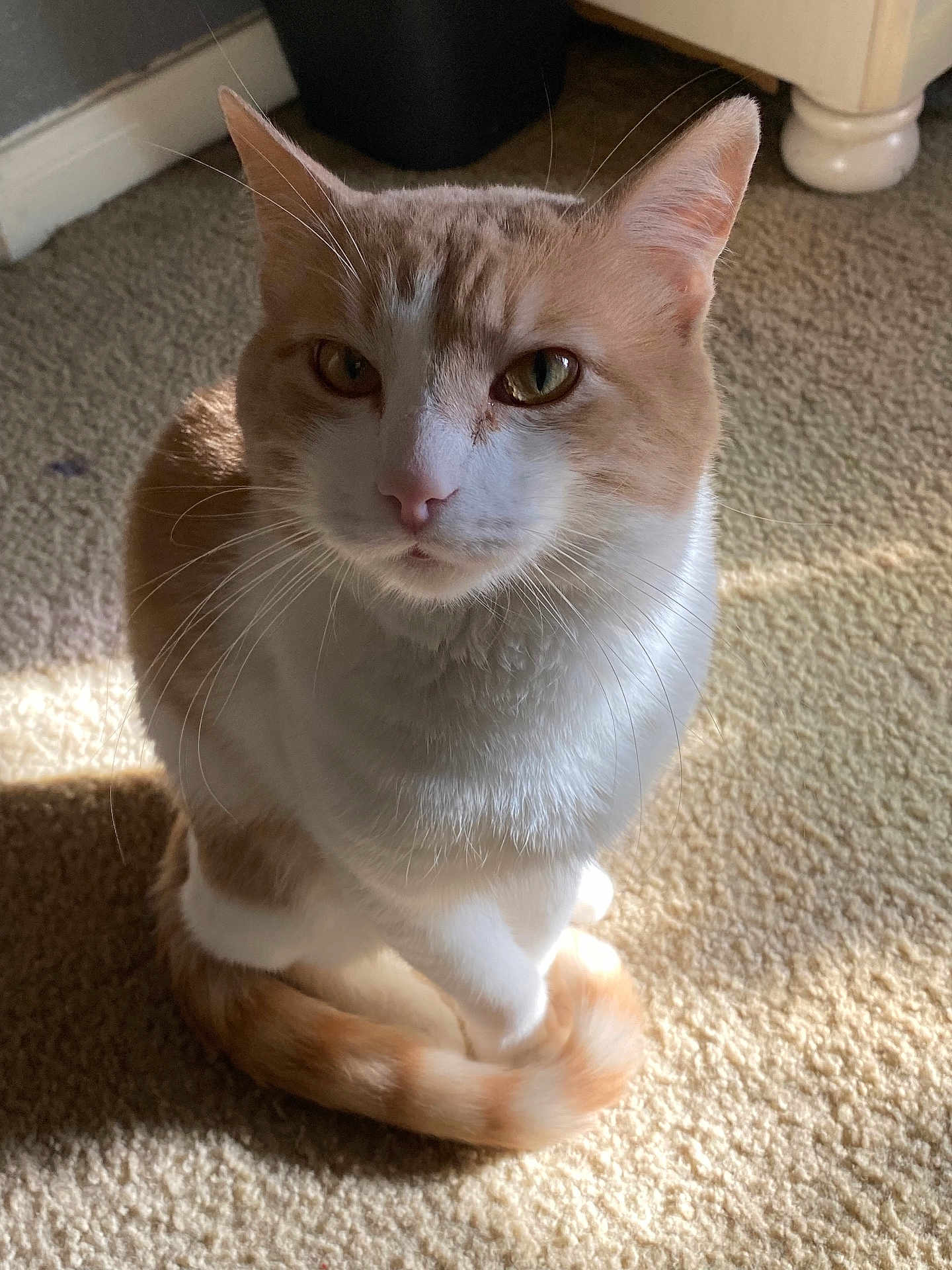 Tiger is registered to the contest to win money with this photo: cat, orange_cat, white_cat, pet, animal, whiskers, fur, carpet, indoor, sitting, tail, curious, eyes, natural_light, close_up, cute, domestic, feline, soft_light, quiet