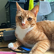 Shrimp is registered to the contest to win money with this photo: cat, orange_tabby, white_markings, pet, indoor, table, cables, sewing_machine, window, wooden_surface, close_up, fur, whiskers, paw, domestic_animal, curious, resting, feline, household, calm