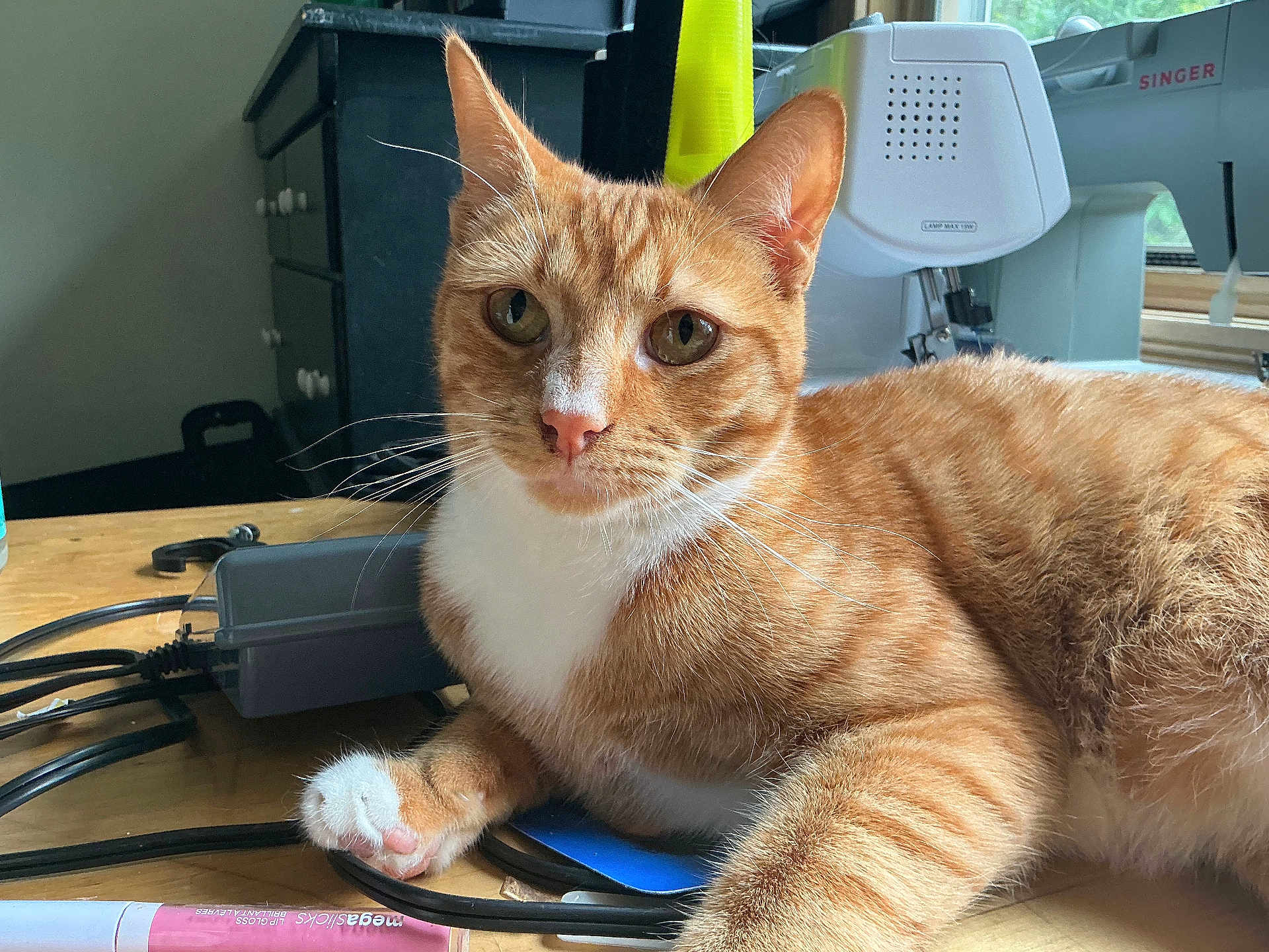 Shrimp is registered to the contest to win money with this photo: cat, orange_tabby, white_markings, pet, indoor, table, cables, sewing_machine, window, wooden_surface, close_up, fur, whiskers, paw, domestic_animal, curious, resting, feline, household, calm