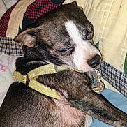 Carlos is registered to the contest to win money with this photo: animal, bed, brown_fur, closeup, comfort, cozy, dog, ear, fur, hand, harness, indoor, pet, pillow, quilt, relaxation, resting, sleepy, snout, white_marking