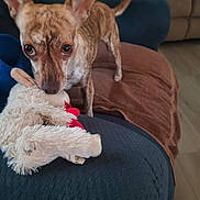 Tink is registered to the contest to win money with this photo: dog, brindle, stuffed_toy, couch, living_room, brown_towel, blue_furniture, beige_furniture, pet, animal, indoor, playful, ears_up, toy_in_mouth, floor, home, curious, canine, domestic_animal, close_up