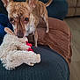 dog, brindle, stuffed_toy, couch, living_room, brown_towel, blue_furniture, beige_furniture, pet, animal, indoor, playful, ears_up, toy_in_mouth, floor, home, curious, canine, domestic_animal, close_up