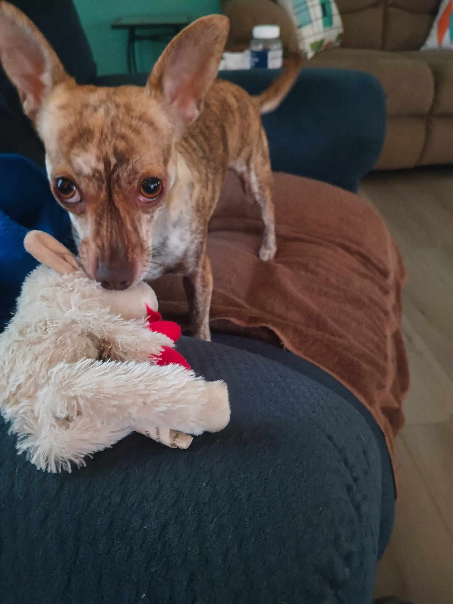Tink is registered to the contest to win money with this photo: dog, brindle, stuffed_toy, couch, living_room, brown_towel, blue_furniture, beige_furniture, pet, animal, indoor, playful, ears_up, toy_in_mouth, floor, home, curious, canine, domestic_animal, close_up