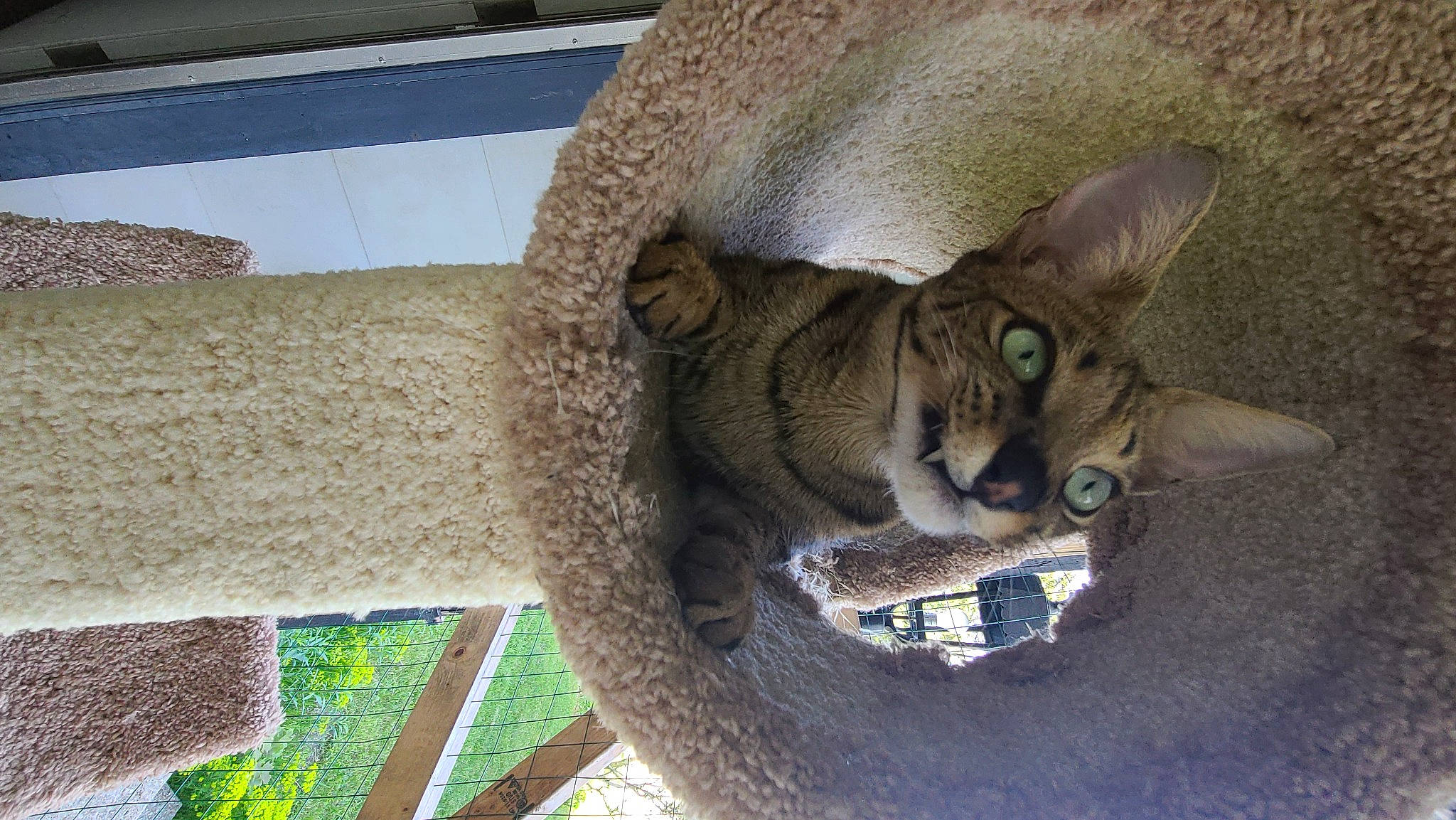 Kratos joined the competition — help win amazing prizes! art, carnivore, cat, cat_supply, creative_arts, domestic_short_haired_cat, felidae, fur, grass, pattern, plant, small_to_medium_sized_cats, tail, terrestrial_animal, tree, trunk, whiskers, wood