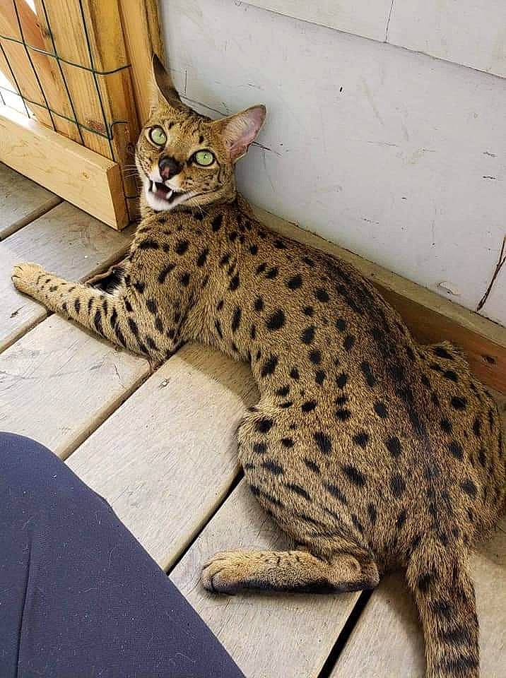 Kratos is registered to the contest to win money with this photo: big_cats, carnivore, cat, felidae, foot, fur, leopard, mammal, organism, pattern, sitting, small_to_medium_sized_cats, snout, tail, terrestrial_animal, toy, vertebrate, whiskers, wildlife, wood