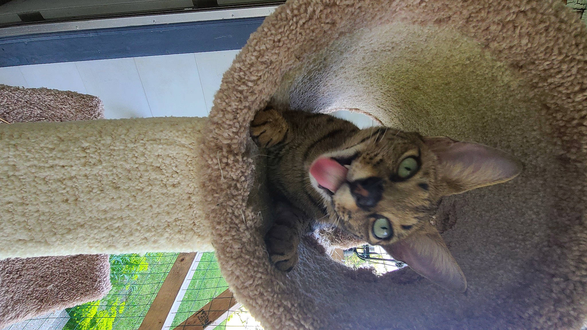 Kratos joined the competition — help win amazing prizes! carnivore, cat, cat_supply, domestic_short_haired_cat, fawn, felidae, fur, grass, mammal, natural_material, plant, small_to_medium_sized_cats, snout, tail, terrestrial_animal, trunk, whiskers, wildlife, wood