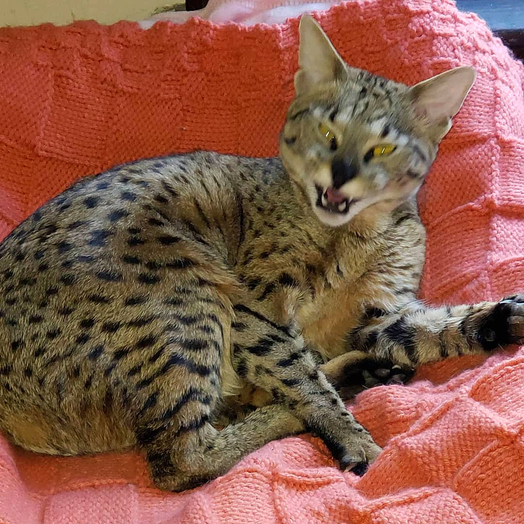 Eevee joined the competition — help win amazing prizes! carnivore, cat, claw, comfort, domestic_short_haired_cat, felidae, fur, paw, small_to_medium_sized_cats, snout, terrestrial_animal, whiskers, wildlife