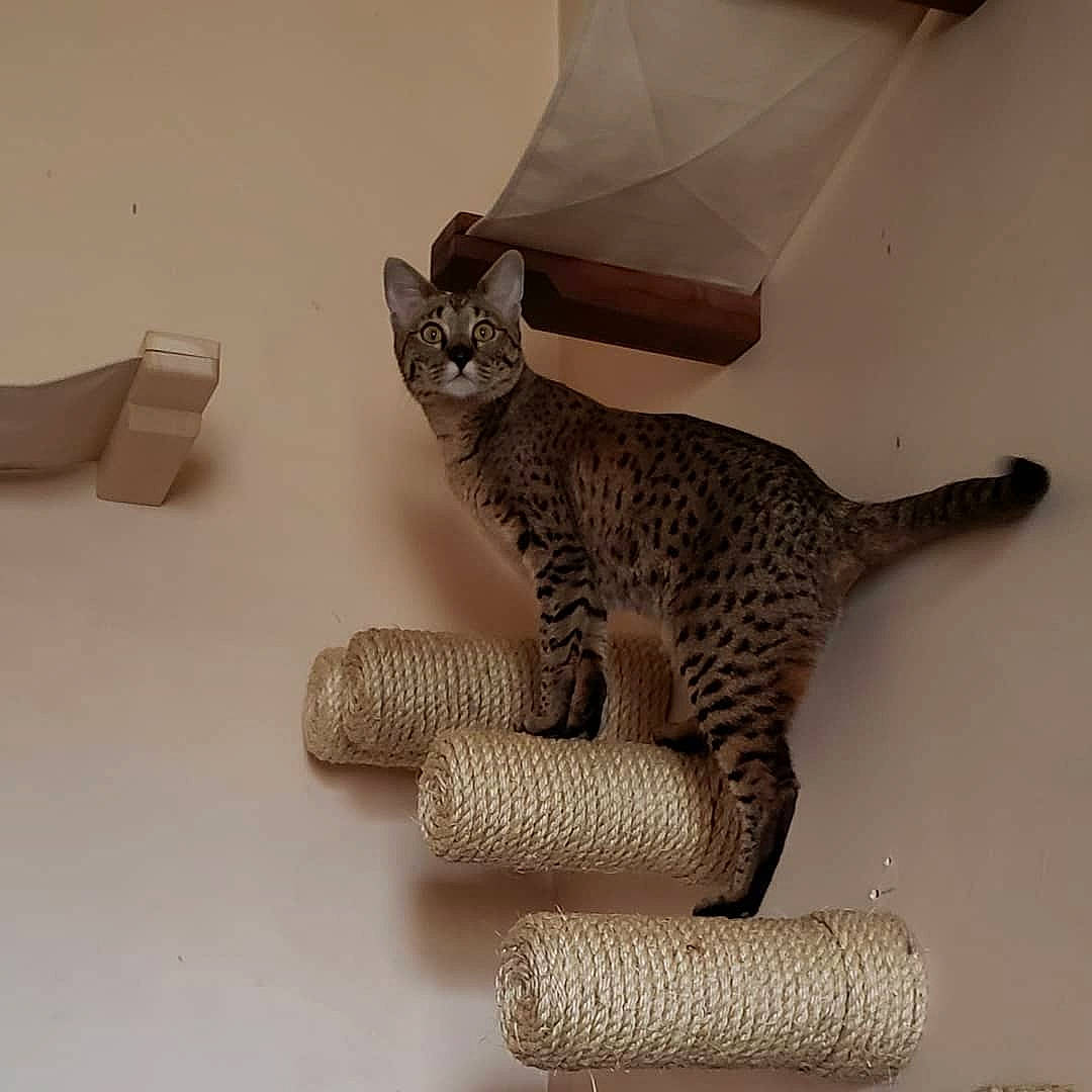 Eevee joined the competition — help win amazing prizes! art, artifact, carnivore, cat, claw, creative_arts, domestic_short_haired_cat, fawn, felidae, grey, metal, paw, small_to_medium_sized_cats, snout, still_life_photography, tail, terrestrial_animal, toy, whiskers, wood