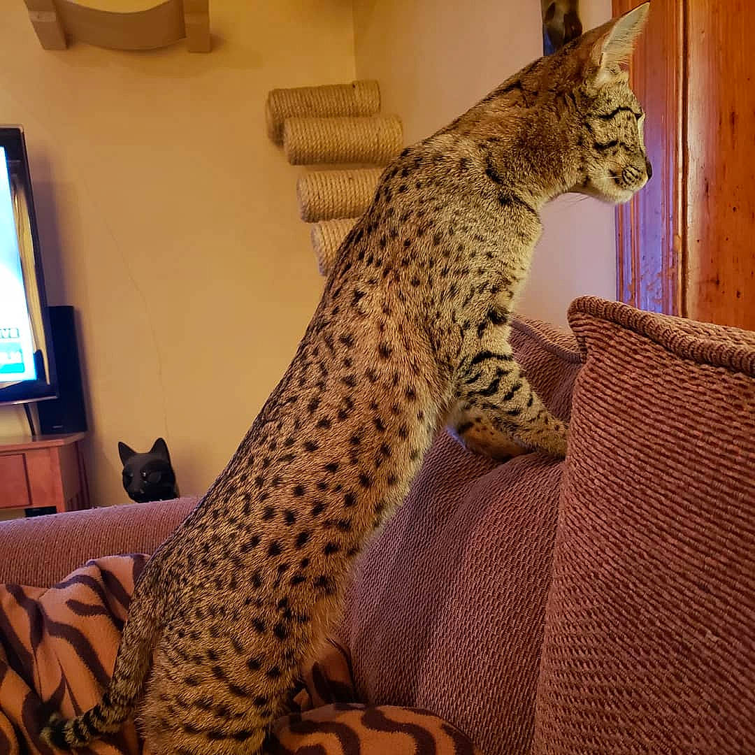 Eevee is registered to the contest to win money with this photo: big_cats, cable_television, carnivore, cat, comfort, eye, felidae, foot, fur, home_appliance, human_body, leopard, organism, pattern, small_to_medium_sized_cats, snout, tail, television, terrestrial_animal, whiskers