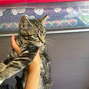 Sunny joined the competition — help win amazing prizes! kitten, tabby, cat, animal, pet, hand, holding, indoor, container, wrapping_paper, snowman, plaid, curious, feline, whiskers, ears, fur, closeup, cute, young