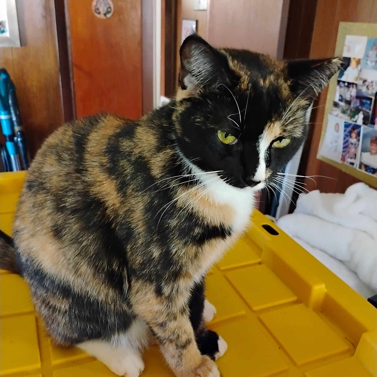 Missy joined the competition — help win amazing prizes! cat, calico, indoor, yellow, plastic_surface, wooden_wall, door, sign, photo_collage, bulletin_board, feline, pet, whiskers, green_eyes, fur_pattern, sitting, home, cozy, quiet, contemplative