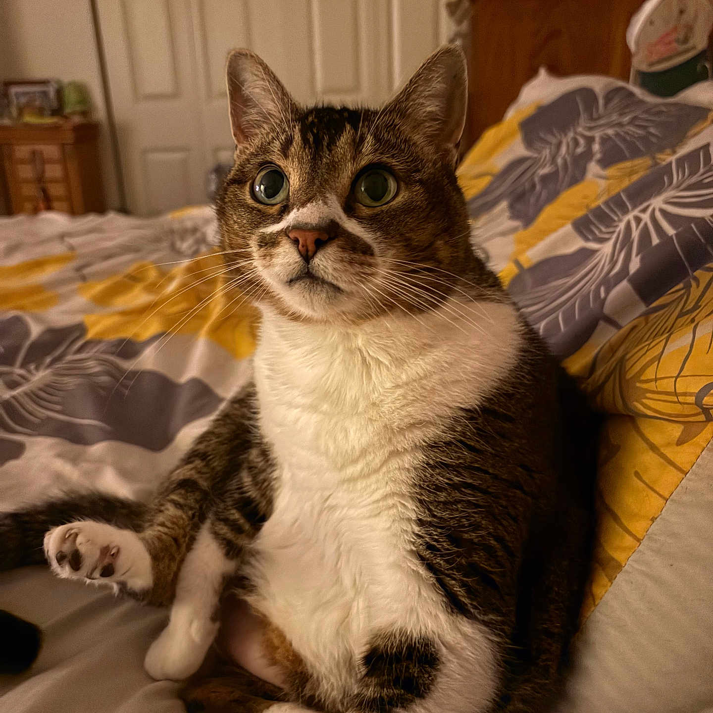 Angel joined the competition — help win amazing prizes! cat, bed, blanket, indoor, feline, tabby, white_chest, curious, wide_eyes, fur, whiskers, paw, resting, cozy, bedroom, furniture, door, cabinet, home, pet