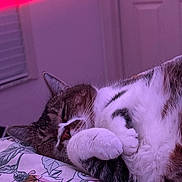 Angel joined the competition — help win amazing prizes! cat, tabby_cat, sleeping, indoor, bed, blanket, floral_pattern, paw, feline, cozy, relaxed, close_up, fur, pet, whiskers, comfort, resting, purple_light, pink_light, domestic_animal