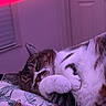 cat, tabby_cat, sleeping, indoor, bed, blanket, floral_pattern, paw, feline, cozy, relaxed, close_up, fur, pet, whiskers, comfort, resting, purple_light, pink_light, domestic_animal