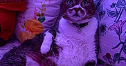 Angel joined the competition — help win amazing prizes! cat, pet, indoor, bed, pillow, floral_pattern, plush_toy, collar, relaxed, purple_light, animal, cute, fur, whiskers, face, paw, home, feline, resting, comfort