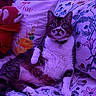 cat, pet, indoor, bed, pillow, floral_pattern, plush_toy, collar, relaxed, purple_light, animal, cute, fur, whiskers, face, paw, home, feline, resting, comfort