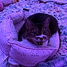 Angel joined the competition — help win amazing prizes! cat, tabby_cat, pet_bed, pink, purple_lighting, floral_pattern, blanket, pillow, indoor, cozy, feline, fur, whiskers, mouth_open, cute, resting, soft_texture, domestic_animal, bedroom, sleeping_area