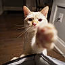 Chai is registered to the contest to win money with this photo: cat, paw, indoor, curious, pet, feline, whiskers, closeup, blur, floor, wall, power_outlet, cord, light, focus, animal, domestic, cute, fur, ears