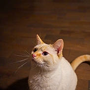 Chai joined the competition — help win amazing prizes! cat, cream_colored_cat, orange_markings, whiskers, pet, animal, feline, curious, looking_up, indoor, soft_lighting, close_up, fur, ears, tail, brown_background, floor_tiles, domestic_cat, cute, portrait