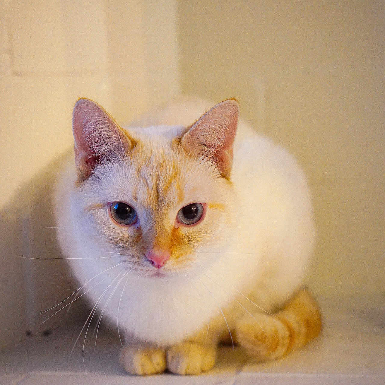 Chai joined the competition — help win amazing prizes! cat, animal, pet, cream_color, orange_color, feline, whiskers, ears, eyes, floor, indoor, cute, fur, sitting, looking, portrait, domestic_animal, mammal, closeup, calm