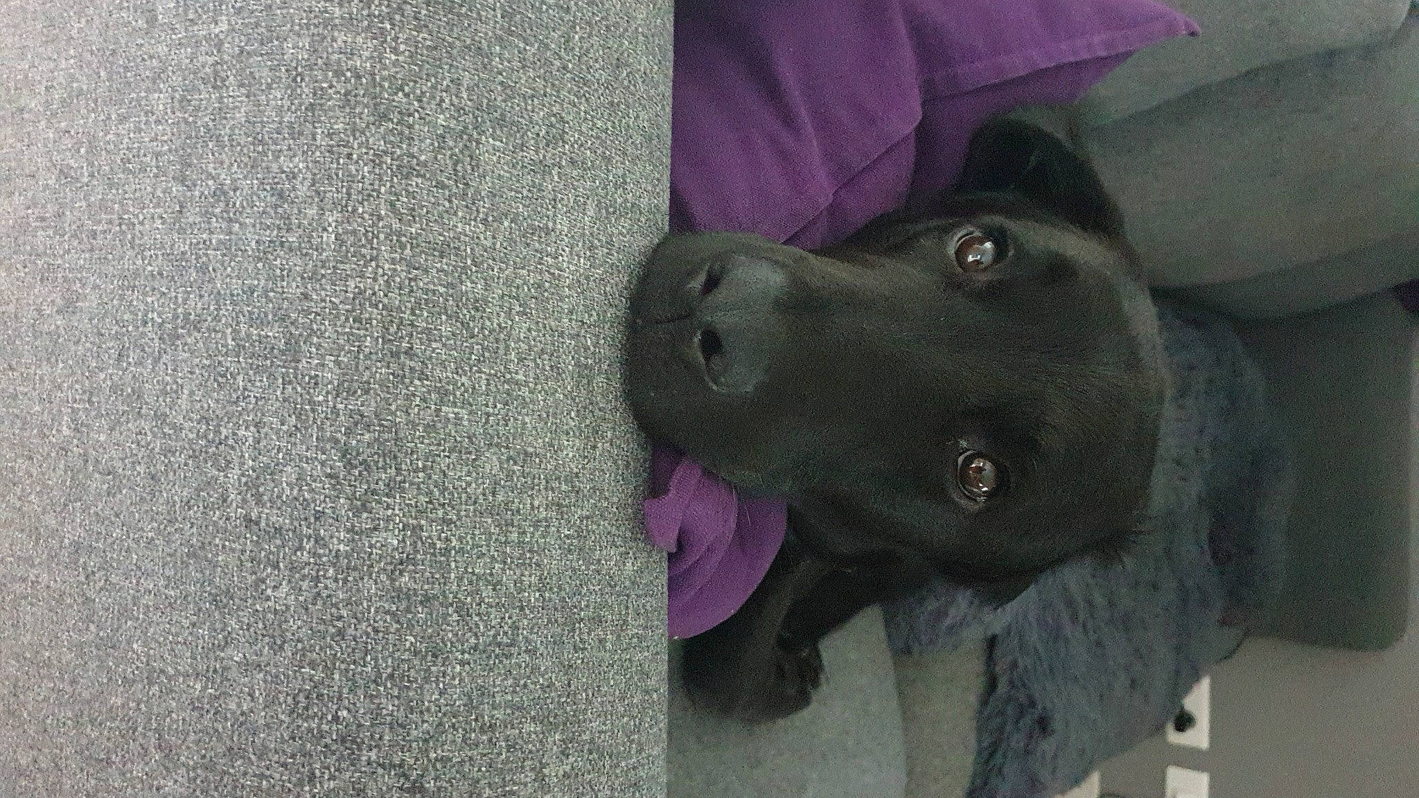 Nutty participe au concours pour gagner de l'argent avec cette photo : borador, carnivore, companion_dog, dog, dog_breed, electric_blue, fur, grey, guard_dog, gun_dog, liver, non_sporting_group, snout, sporting_group, whiskers