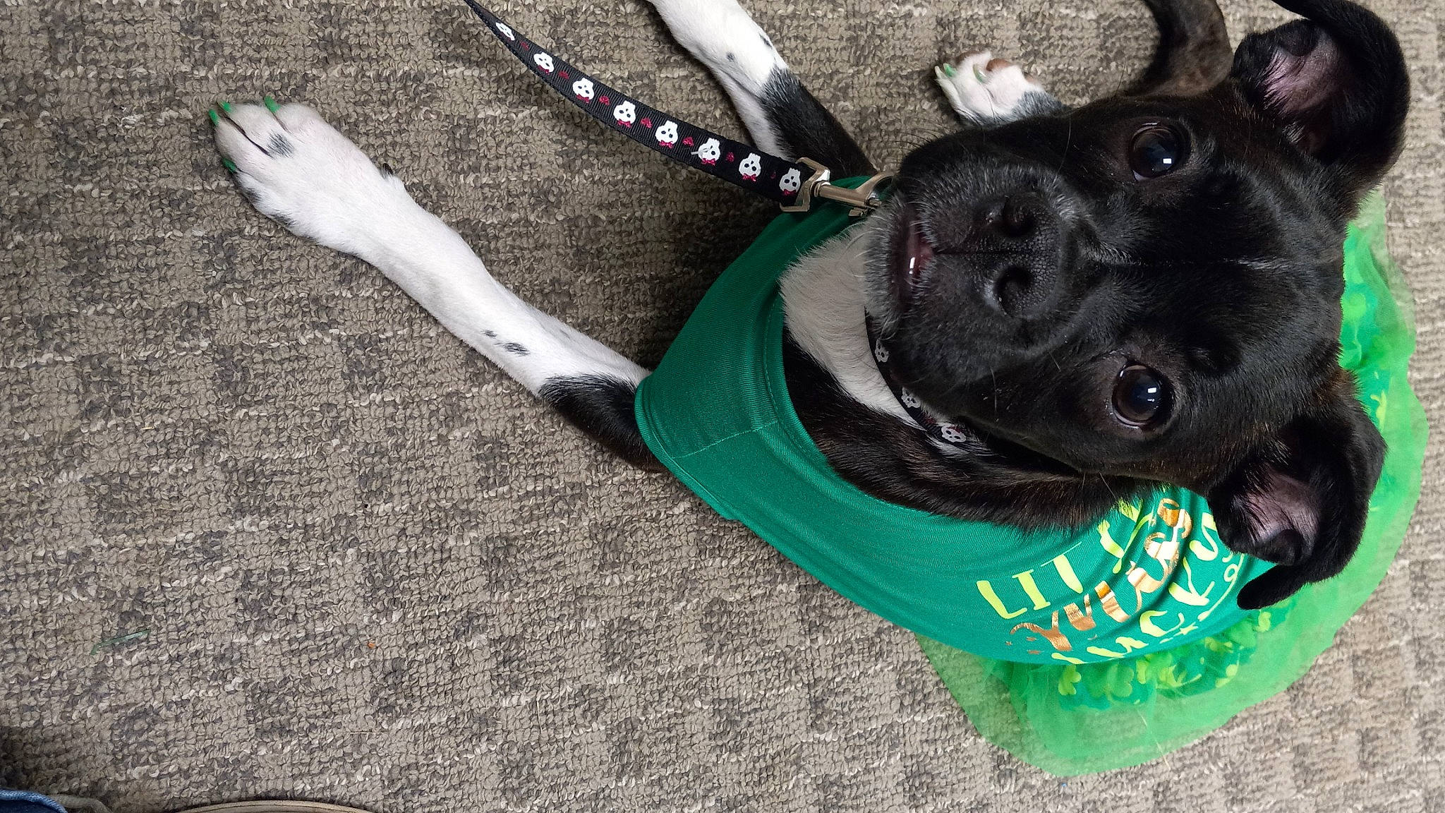 Gracie is registered to the contest to win money with this photo: canidae, carnivore, collar, companion_dog, dog, dog_breed, dog_clothes, dog_collar, dog_supply, fashion_accessory, fawn, fur, paw, personal_protective_equipment, pet_supply, snout, sporting_group, toy_dog, whiskers, working_animal