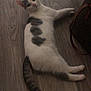 cat, animal, pet, indoor, floor, wooden_floor, lying_down, white_fur, gray_spots, tail, ears, eyes, curious, domestic_cat, feline, relaxed, home, flooring, quiet, resting
