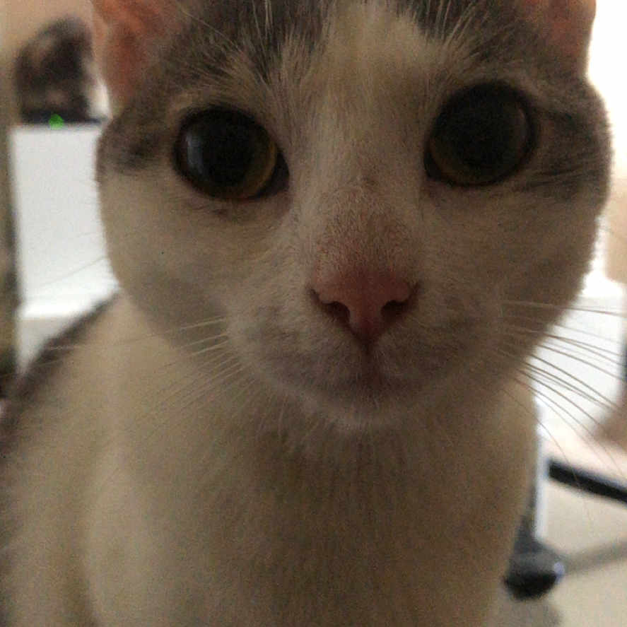 Vanille participe au concours pour gagner de l'argent avec cette photo : animal, blurred_background, cat, close_up, closeup, curious, cute, domestic, ears, eyes, face, feline, fur, home, indoor, looking, nose, pet, portrait, whiskers