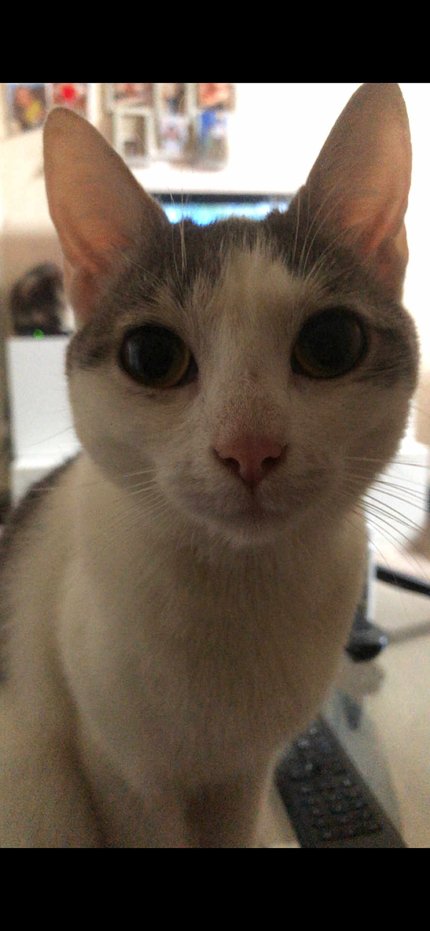 Vanille