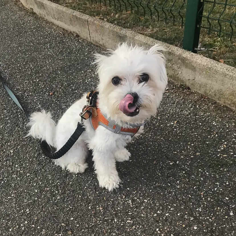 Sydney participe au concours pour gagner de l'argent avec cette photo : animal, canine, cute, daylight, dog, fence, fur, grass, harness, leash, licking_nose, nature, outdoor, pavement, pet, playful, sitting, small_dog, walking, white_dog