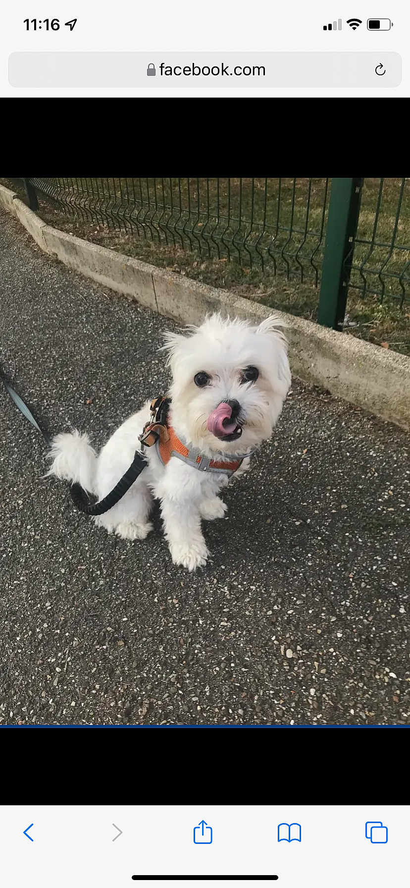 Sydney participe au concours pour gagner de l'argent avec cette photo : dog, white_dog, pet, outdoor, pavement, leash, harness, fence, grass, playful, licking_nose, small_dog, canine, animal, walking, cute, fur, sitting, daylight, nature