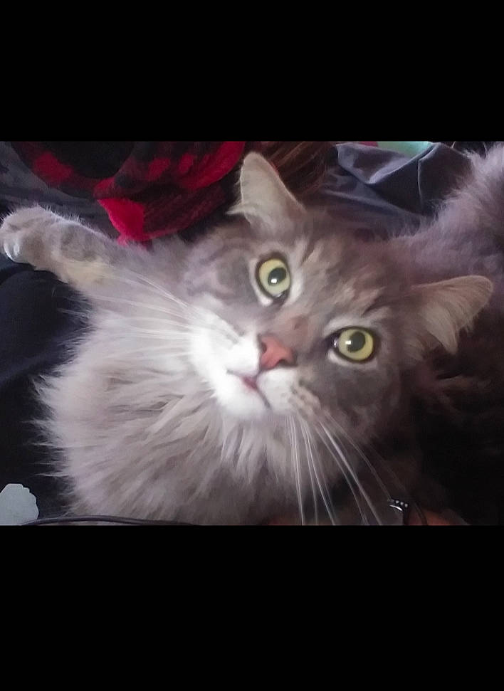 Londyn joined the competition — help win amazing prizes! asian_semi_longhair, british_semi_longhair, carnivore, cat, domestic_long_haired_cat, eye, felidae, fur, kitten, maine_coon, mammal, norwegian_forest_cat, photo_caption, ragamuffin, siberian, sky, small_to_medium_sized_cats, snout, vertebrate, whiskers