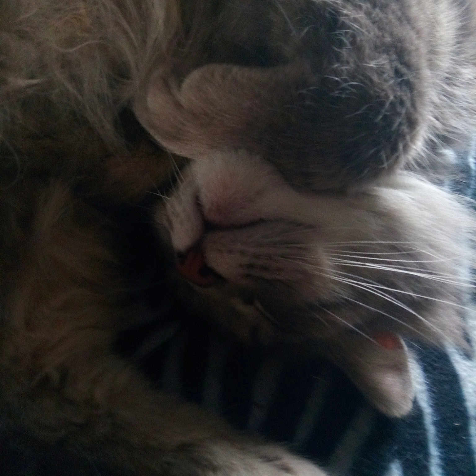 Londyn joined the competition — help win amazing prizes! carnivore, cat, claw, ear, felidae, fur, kitten, nap, nose, paw, small_to_medium_sized_cats, snout, tabby_cat, whiskers