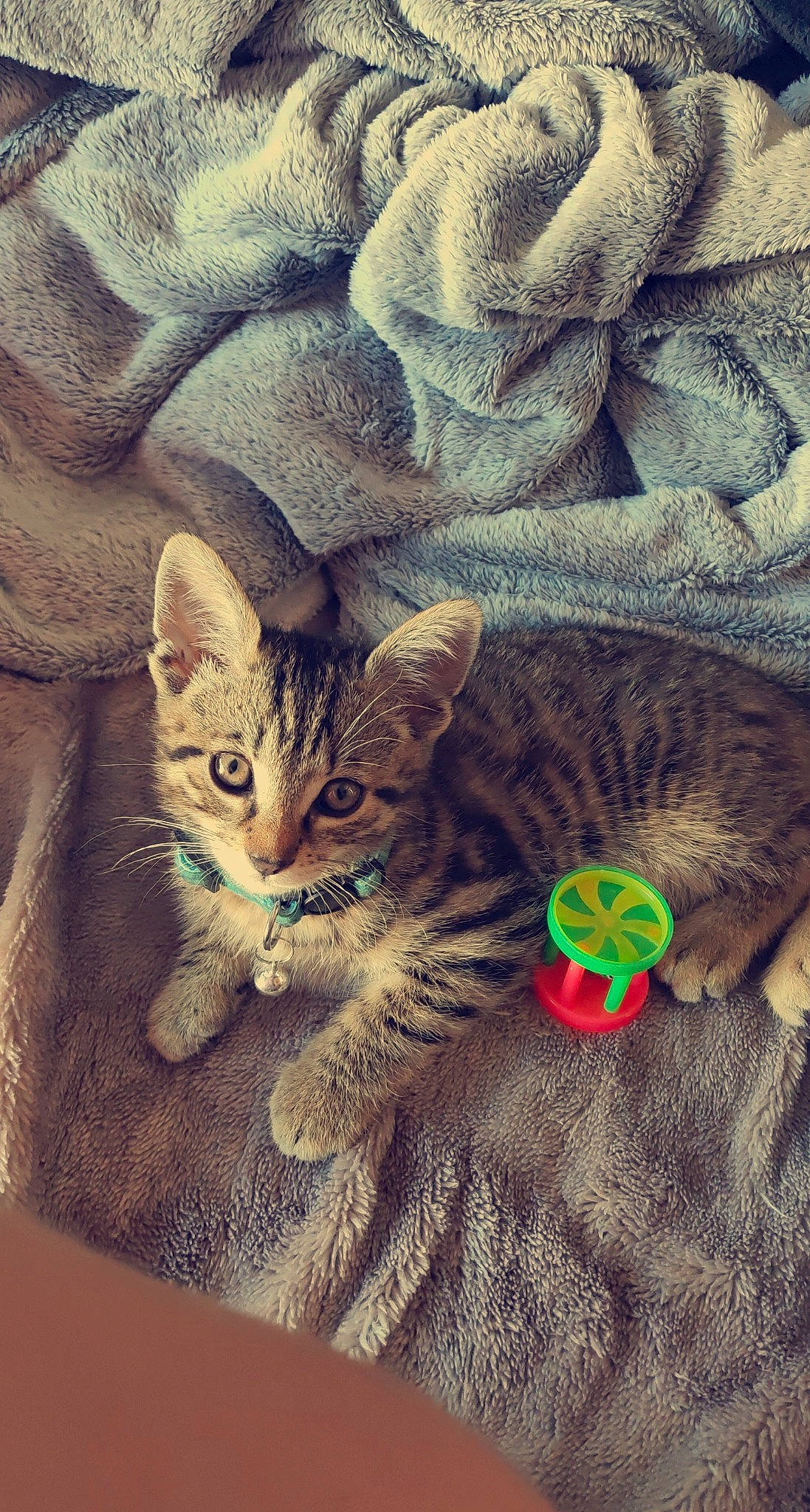 Moumine participe au concours pour gagner de l'argent avec cette photo : american_shorthair, asian, australian_mist, california_spangled, carnivore, cat, domestic_short_haired_cat, dragon_li, european_shorthair, felidae, fur, kitten, ocicat, paw, pixie_bob, polydactyl_cat, small_to_medium_sized_cats, tabby_cat, tail, whiskers